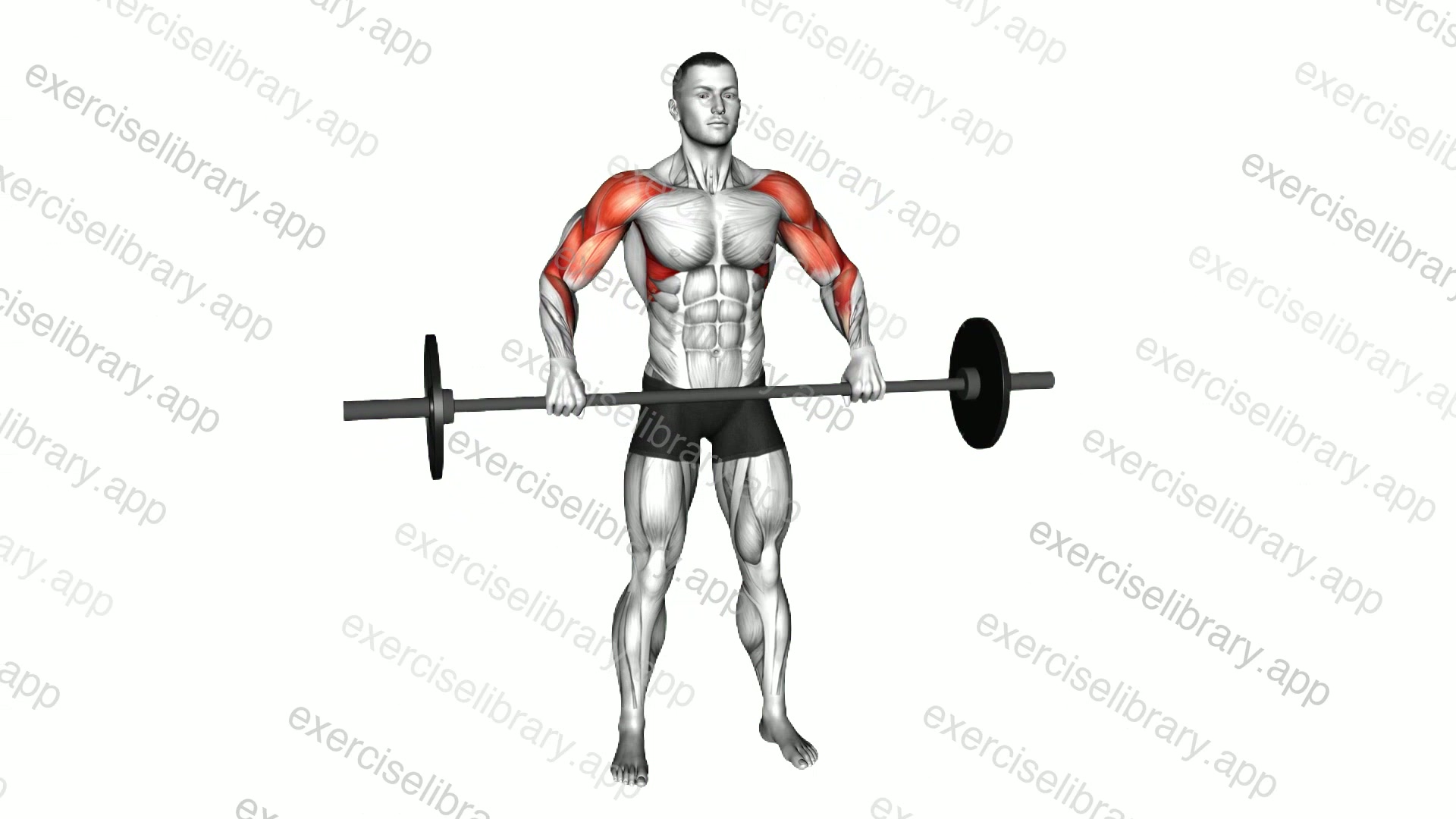 Barbell Wide Grip Upright Row demonstration