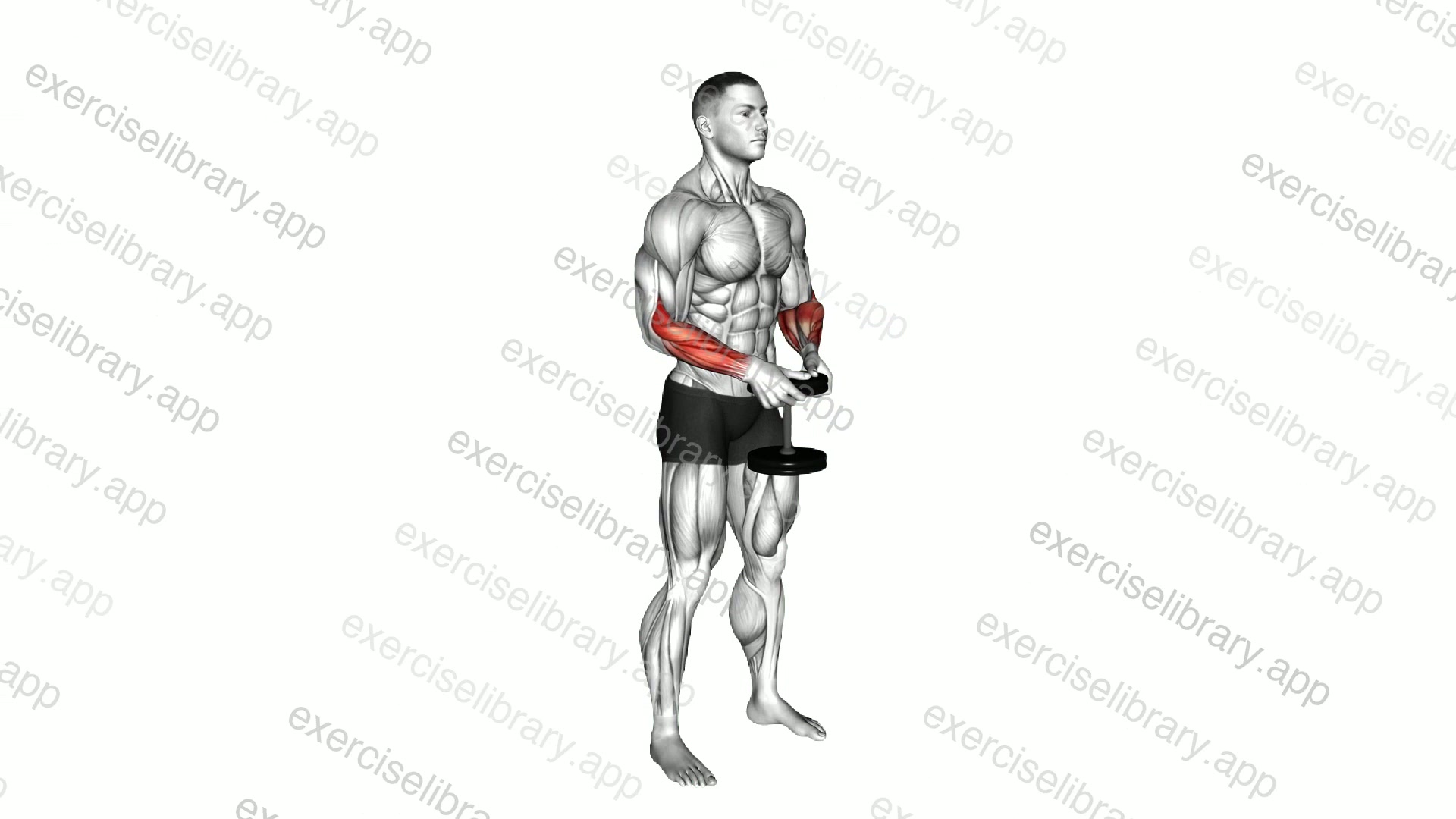 Dumbbell Standing Hands Torsion demonstration