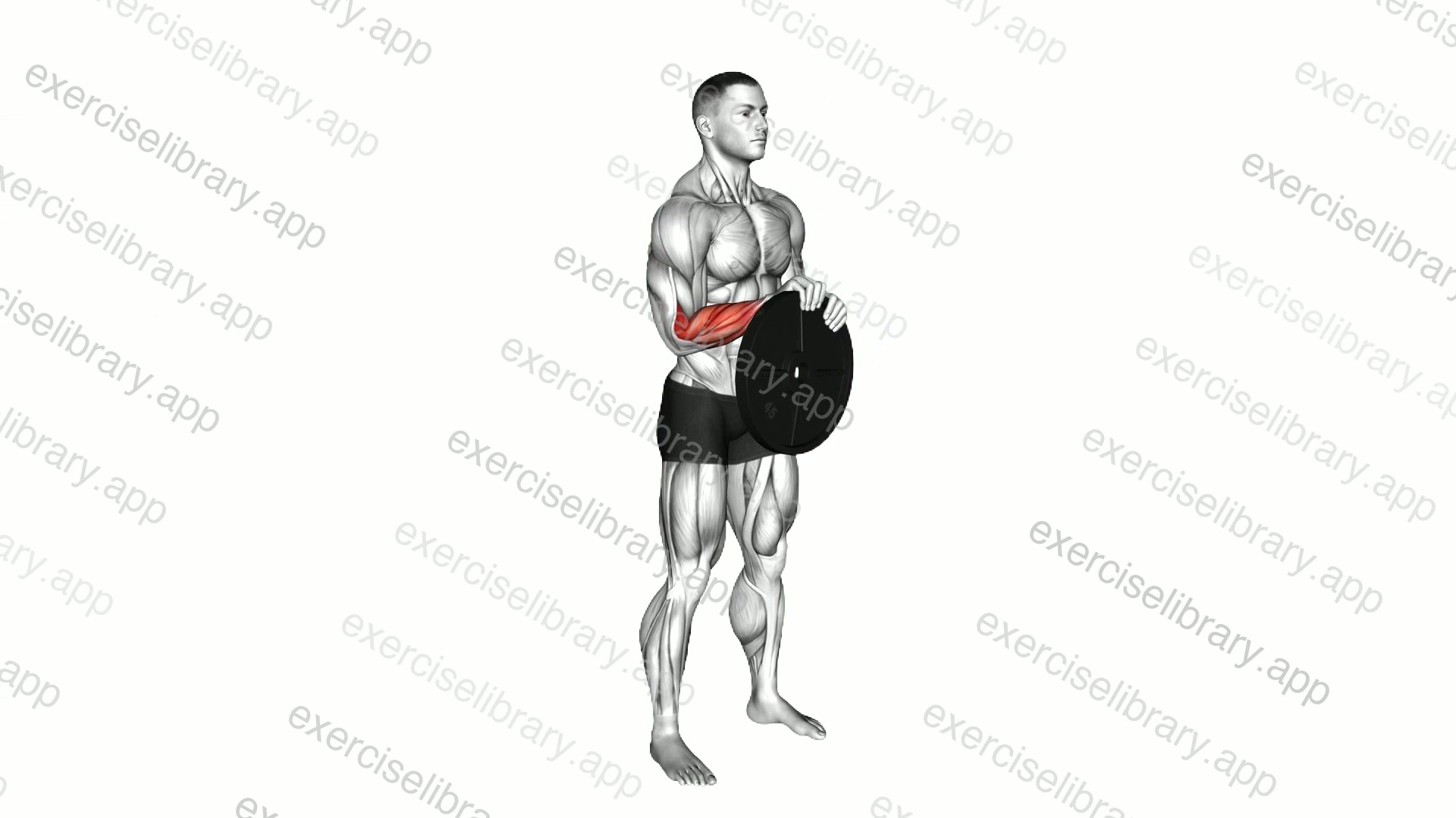 Weighted Plate Standing Hands Torsion demonstration