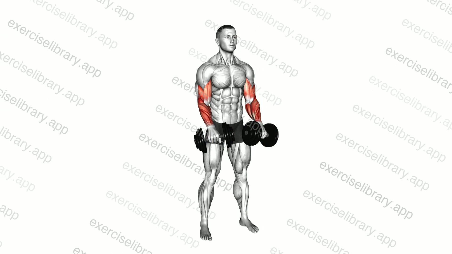 Dumbbell Standing Reverse Curl Rotate demonstration
