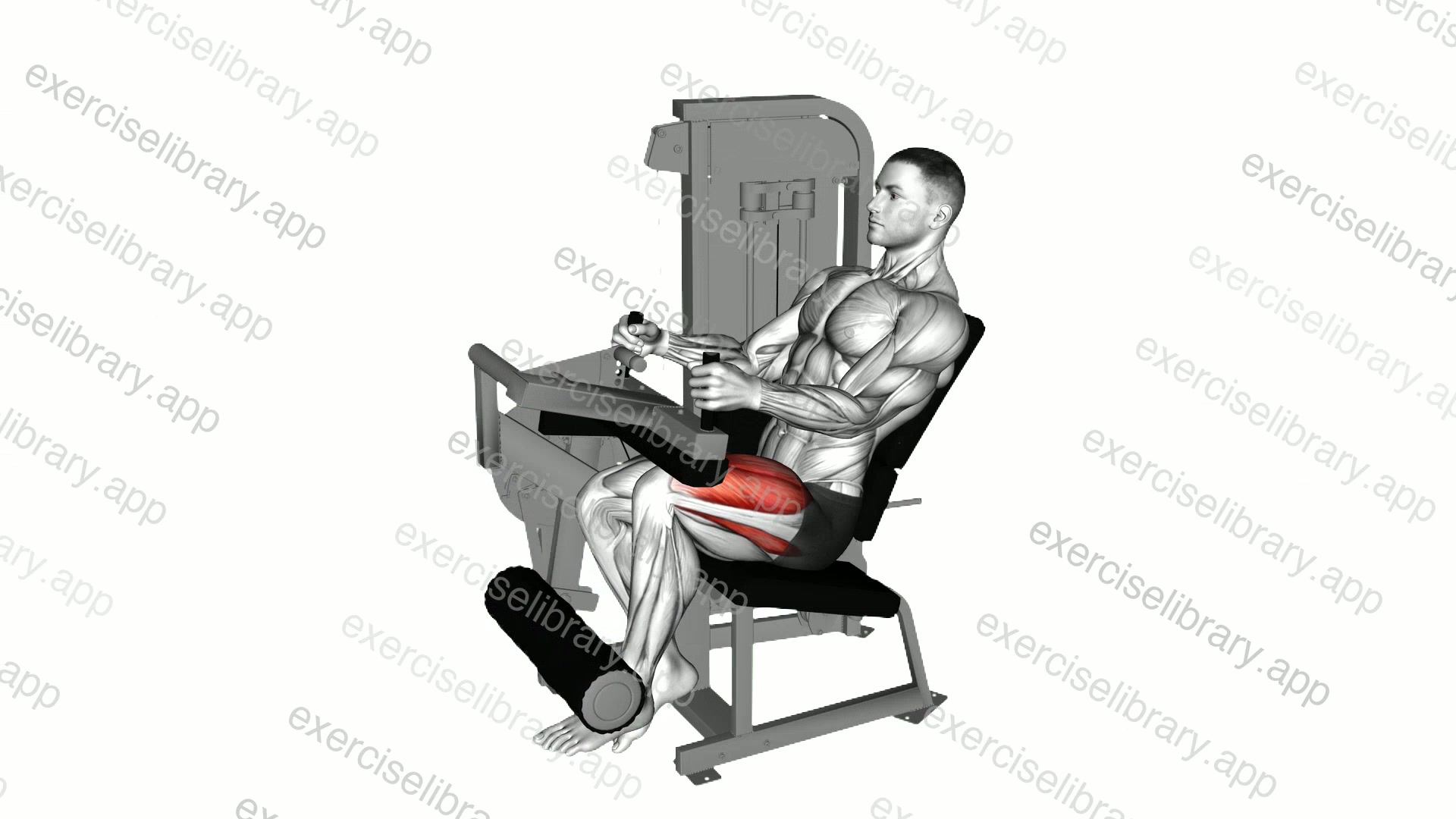 Lever Seated Leg Extension demonstration