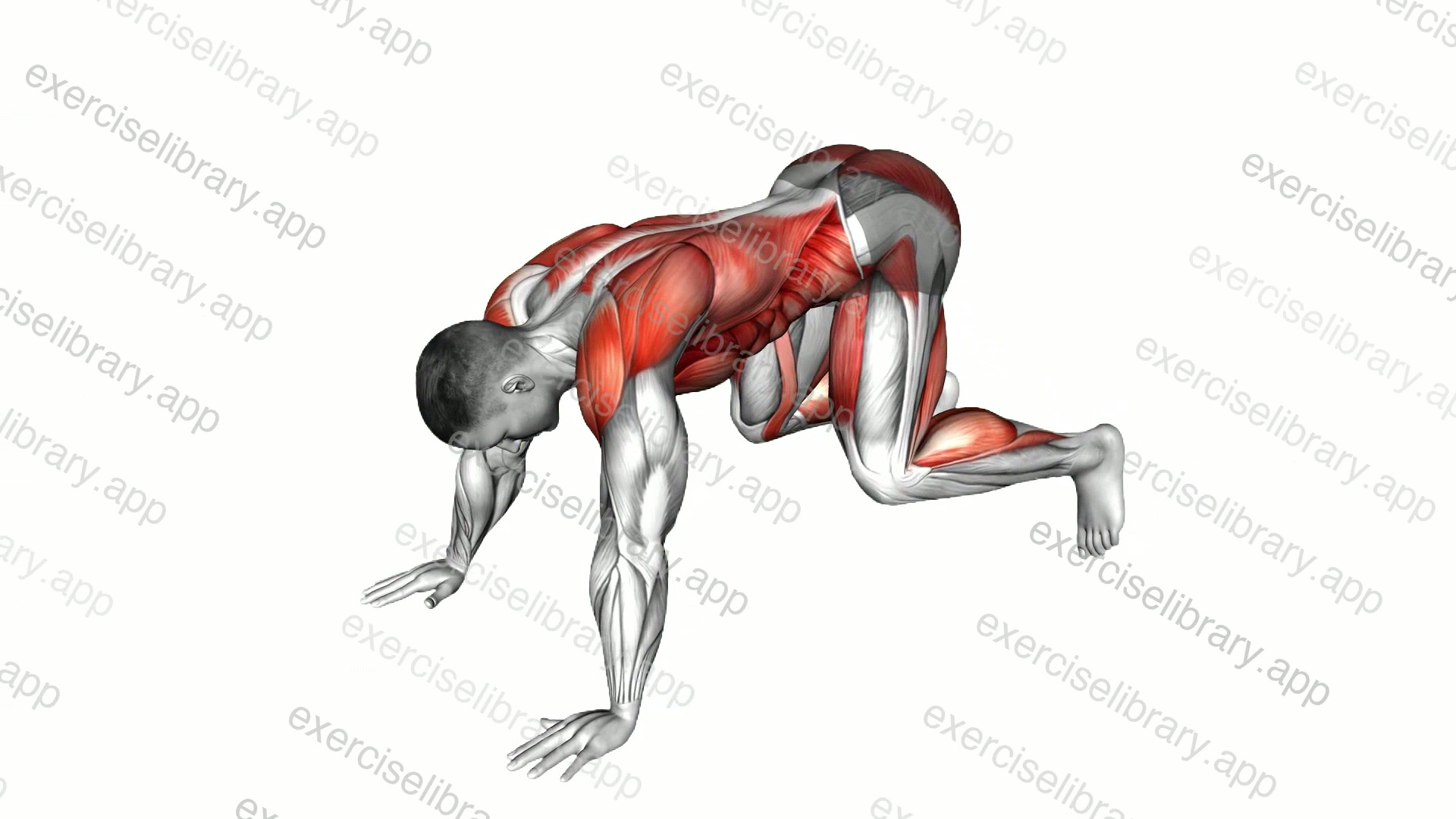 Diver Plank Jack demonstration