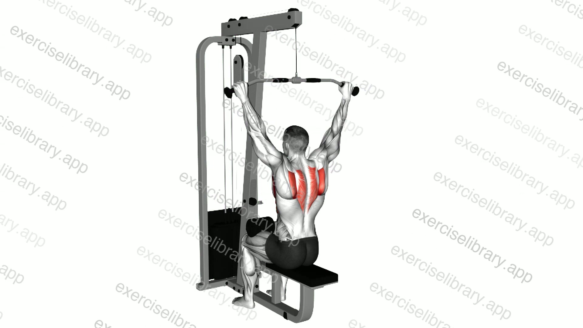 Cable Seated Reverse Shrug demonstration