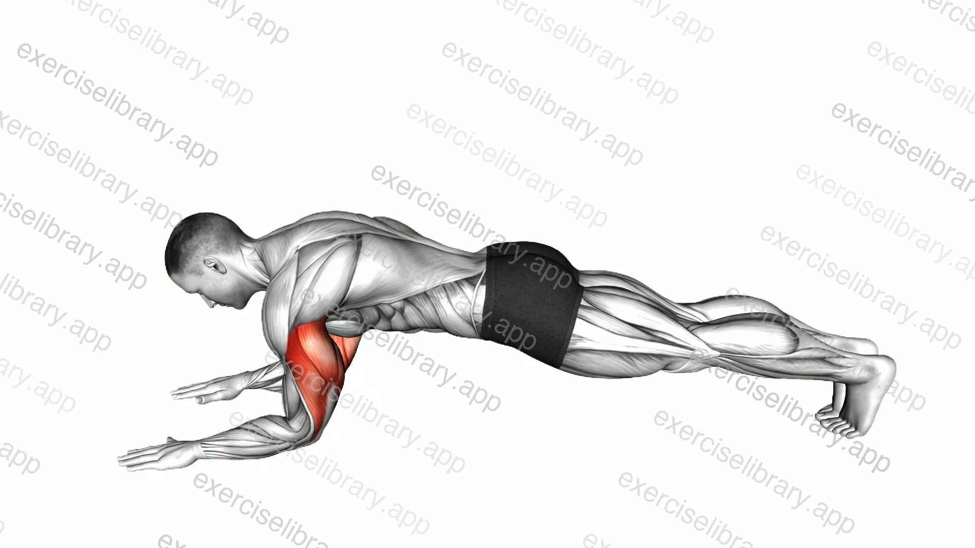 Sphinx Push-up demonstration