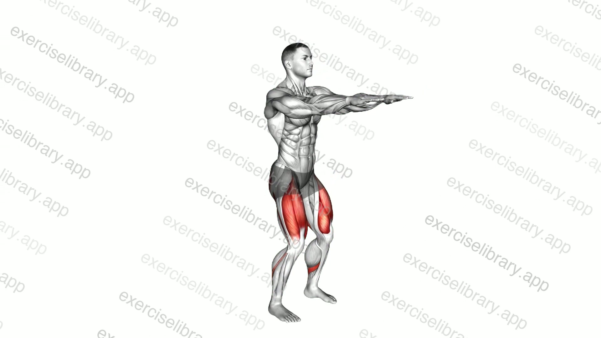 Bodyweight Half Squat demonstration