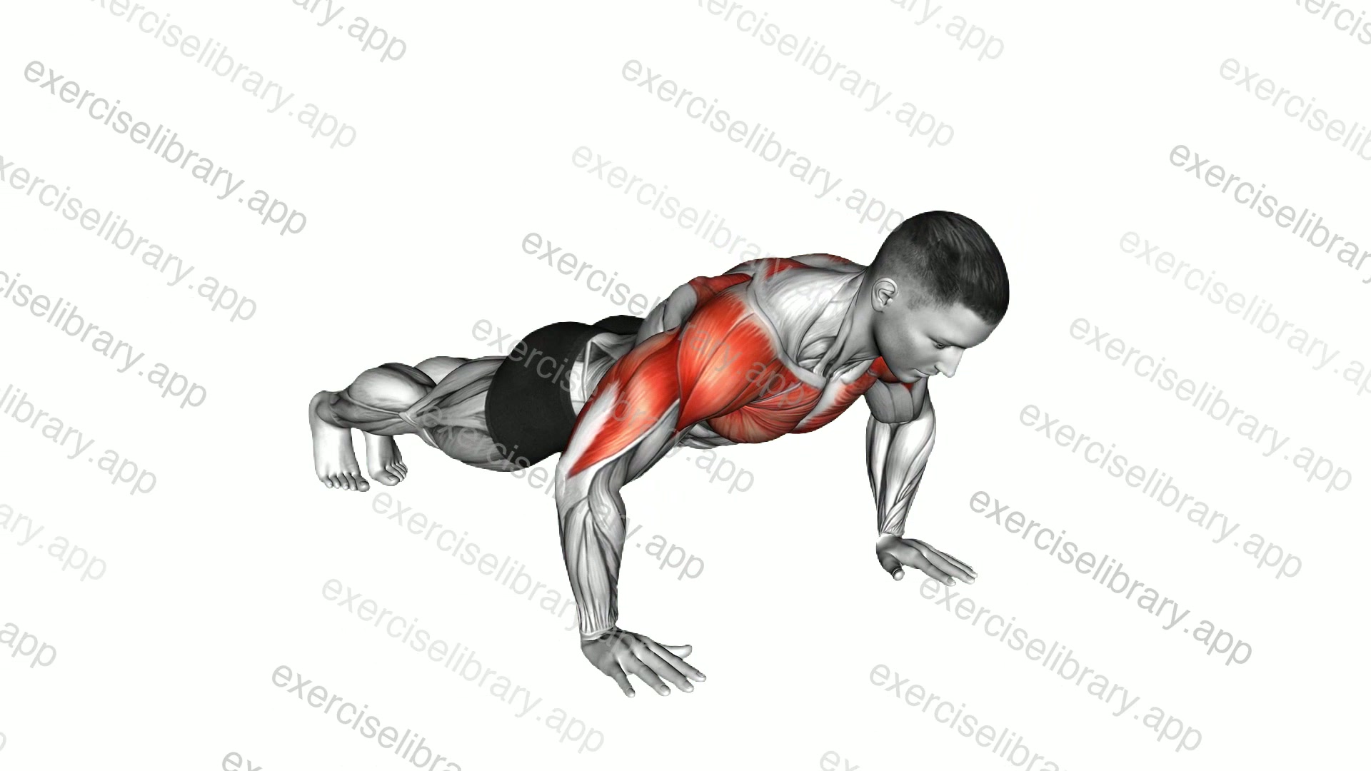 Negative Push-up demonstration
