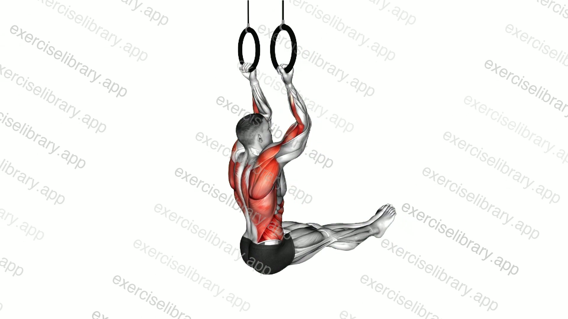 Ring L-Sit Chin-up demonstration