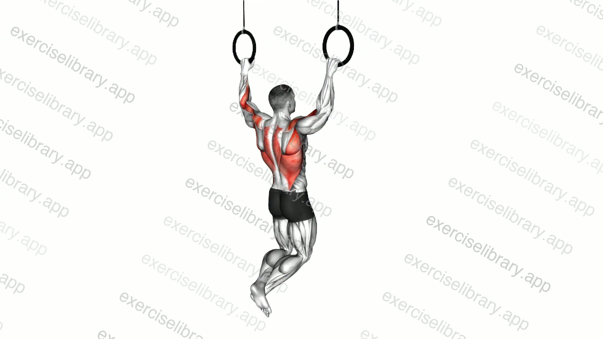 Ring Wide Pull-up demonstration