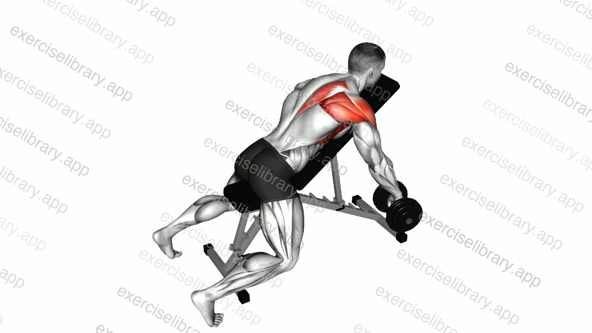 Dumbbell Incline Single Arm Y Raise demonstration