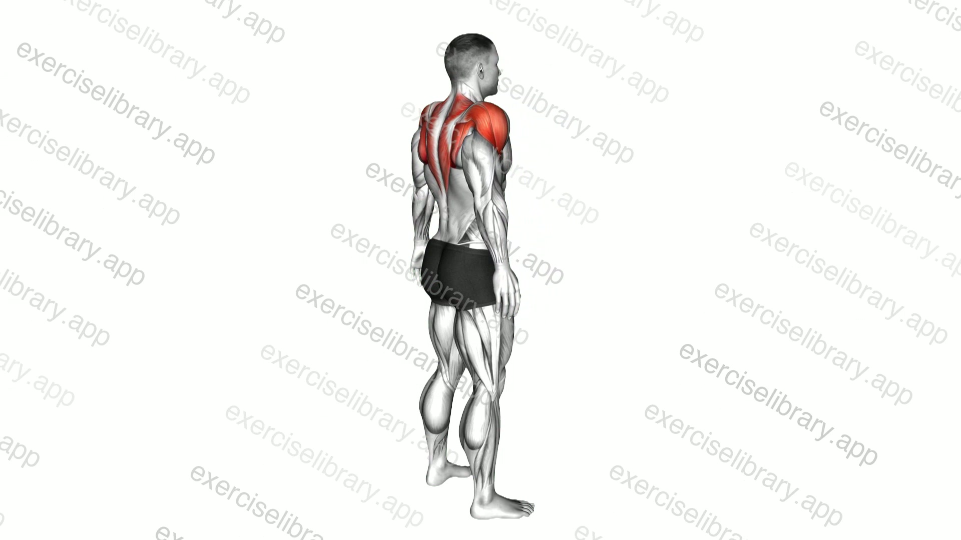 Standing Scapula Rotation demonstration
