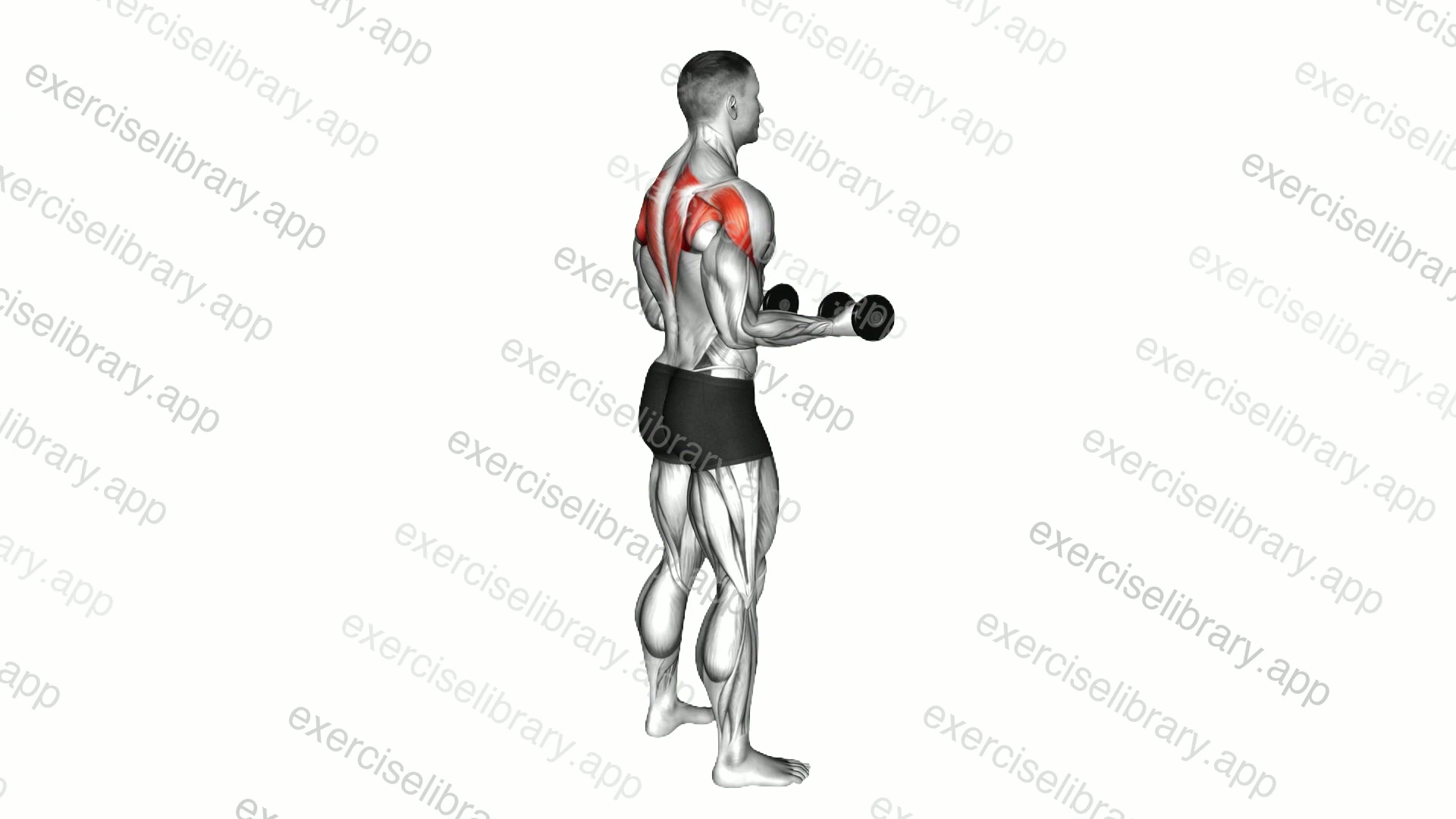 Dumbbell Standing Scapula External Rotation demonstration