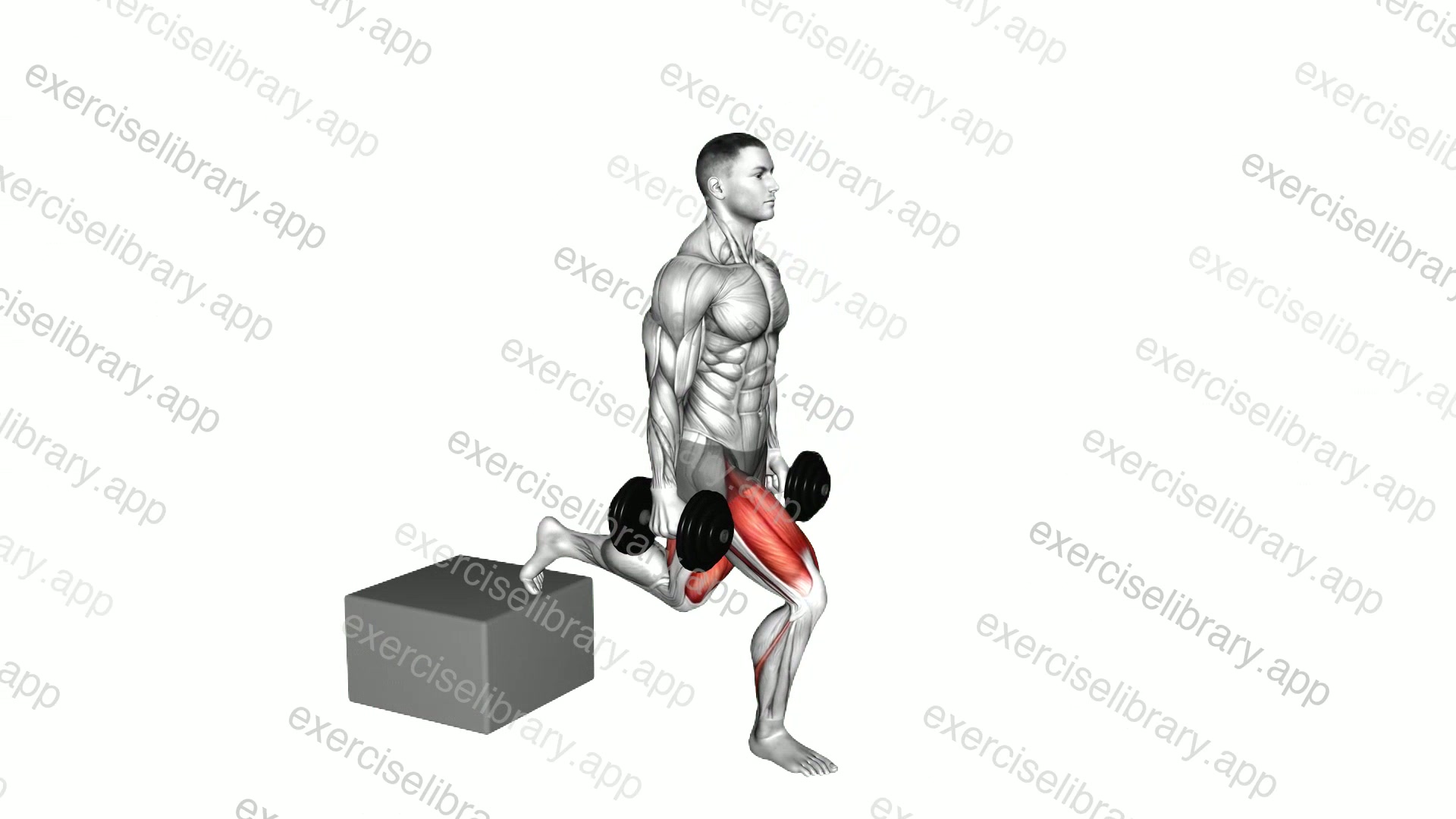 Dumbbell Single Leg Split Squat with Low Box demonstration
