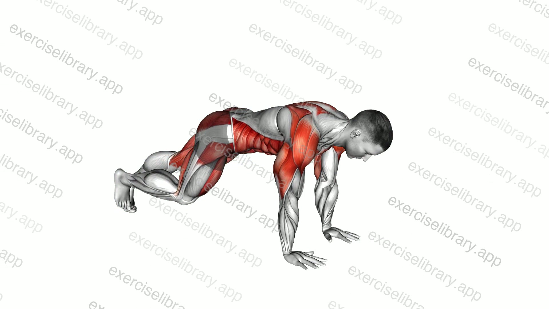 Mountain Climber and Dynamic Plank demonstration