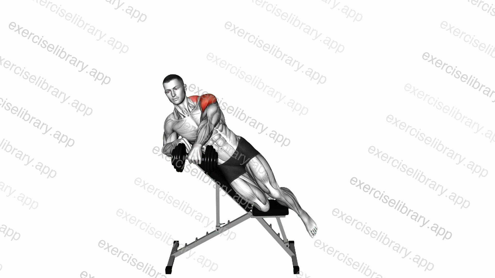 Dumbbell Incline Powell Raise demonstration