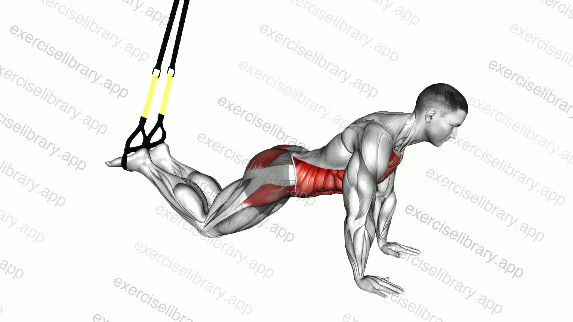 Suspender Front Plank demonstration
