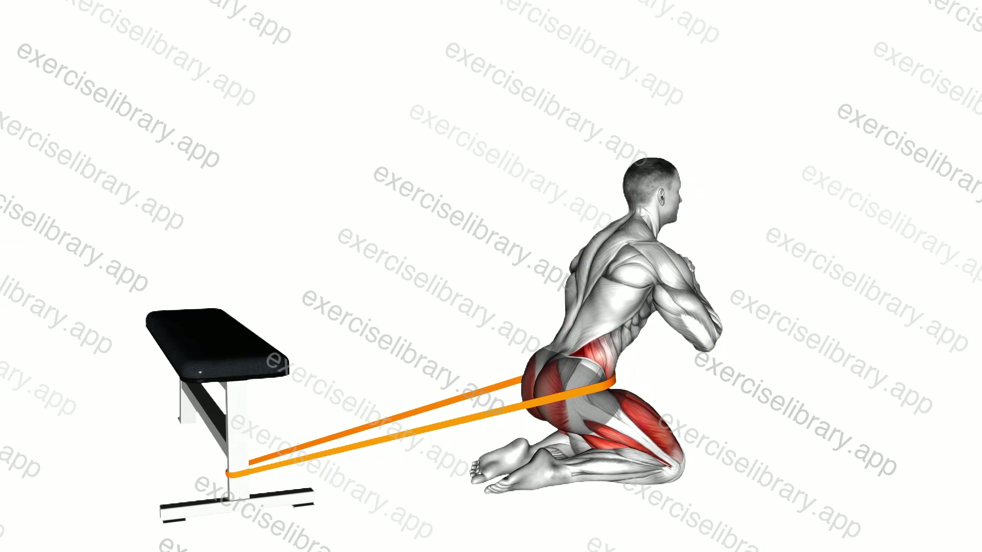 Resistance Band Hip Thrusts on Knees demonstration