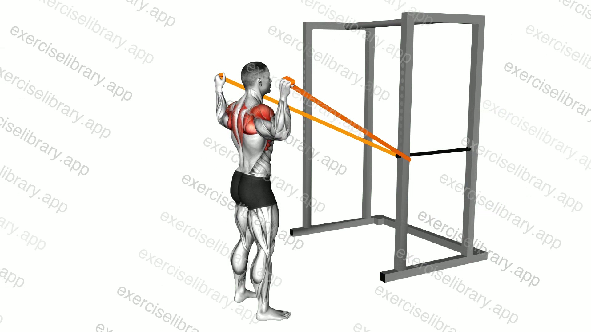 Resistance Band Y Press demonstration