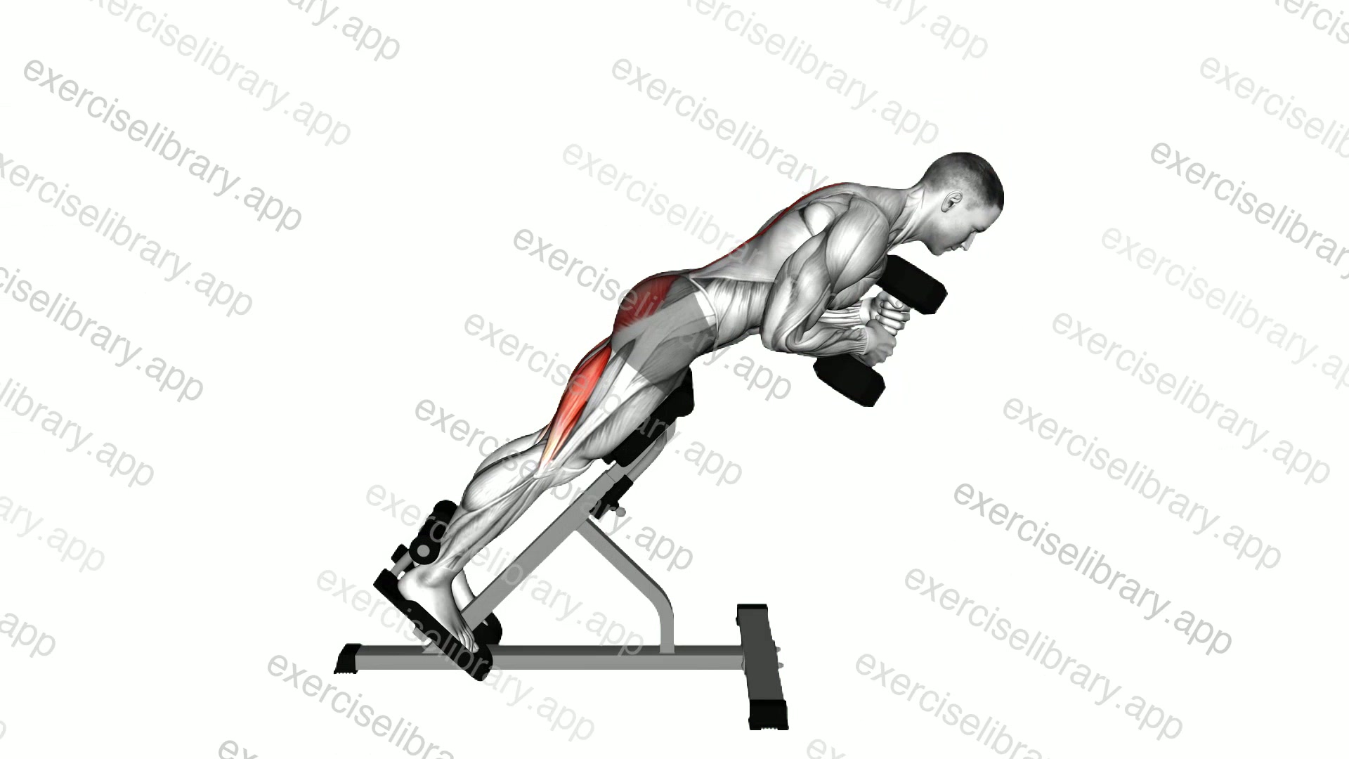 Dumbbell Hyperextension demonstration