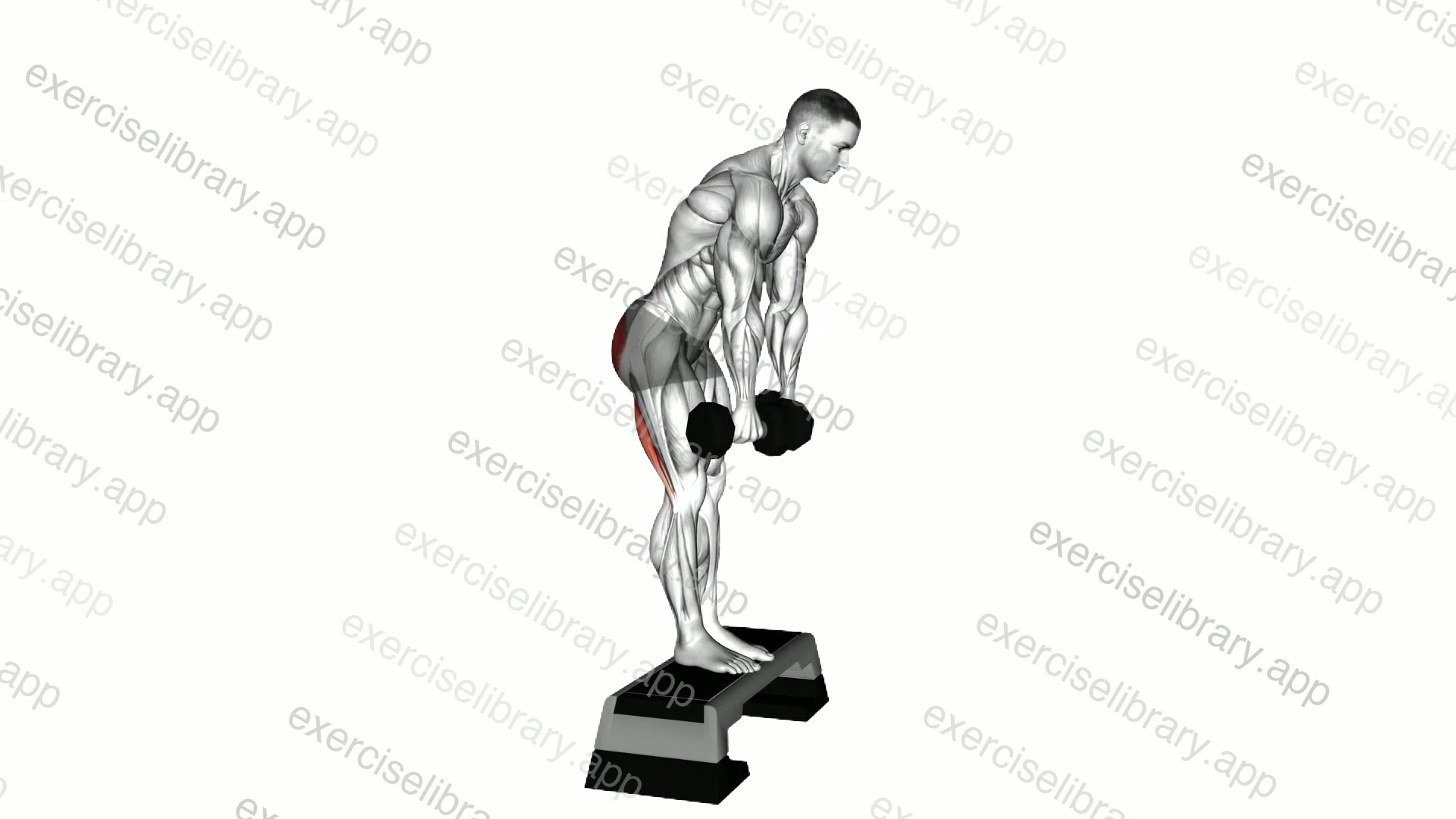 Dumbbell Jefferson Curl demonstration
