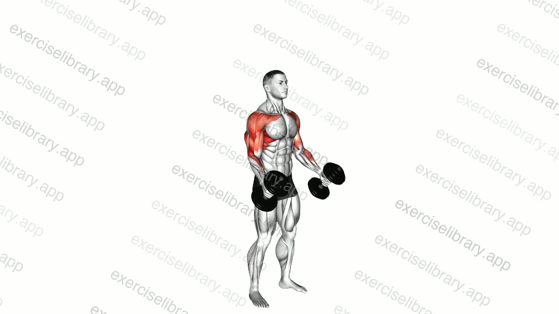 Dumbbell Standing Hammer Curl to Press demonstration