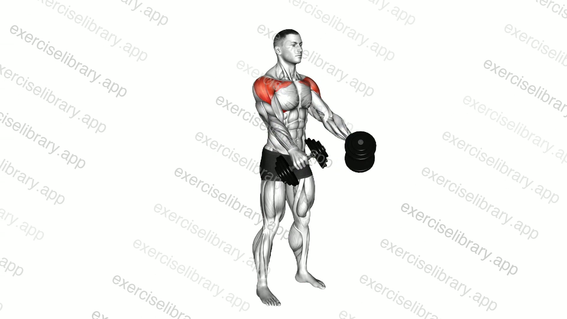 Dumbbell Standing Front to Lateral Raise demonstration