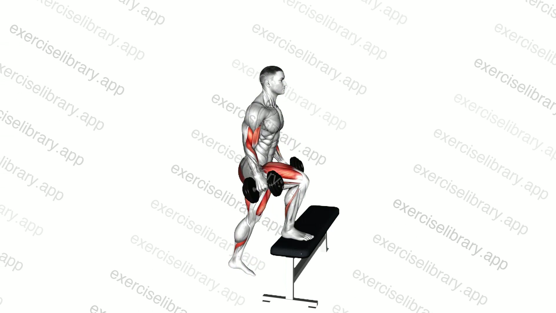 Dumbbell Step-up Biceps Curl demonstration
