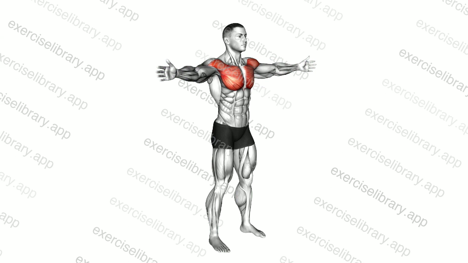 Bodyweight Standing Straight Arm Chest Fly demonstration