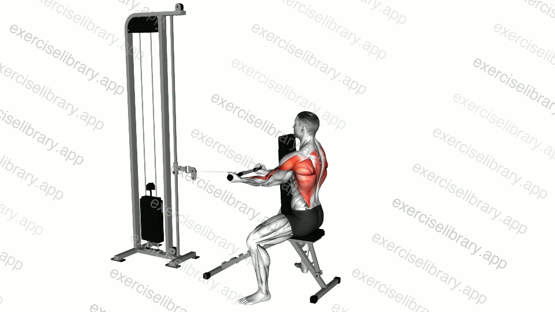 Cable Front Seated Row demonstration