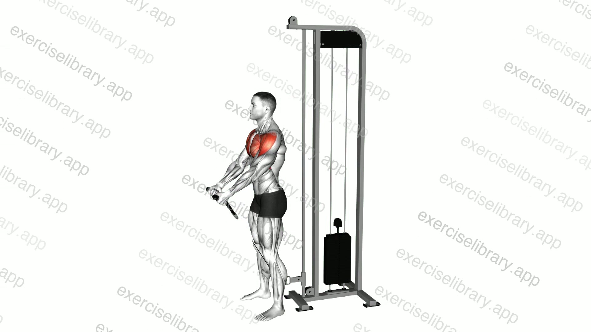 Cable Front Raise demonstration