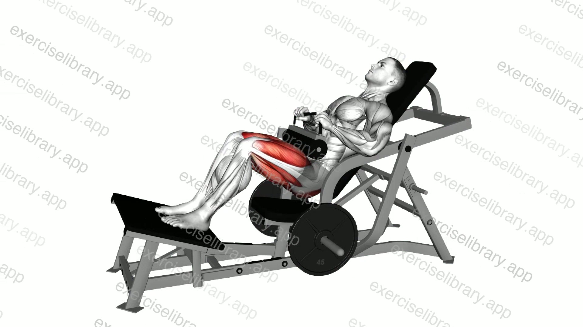 Lever Hip Thrust demonstration