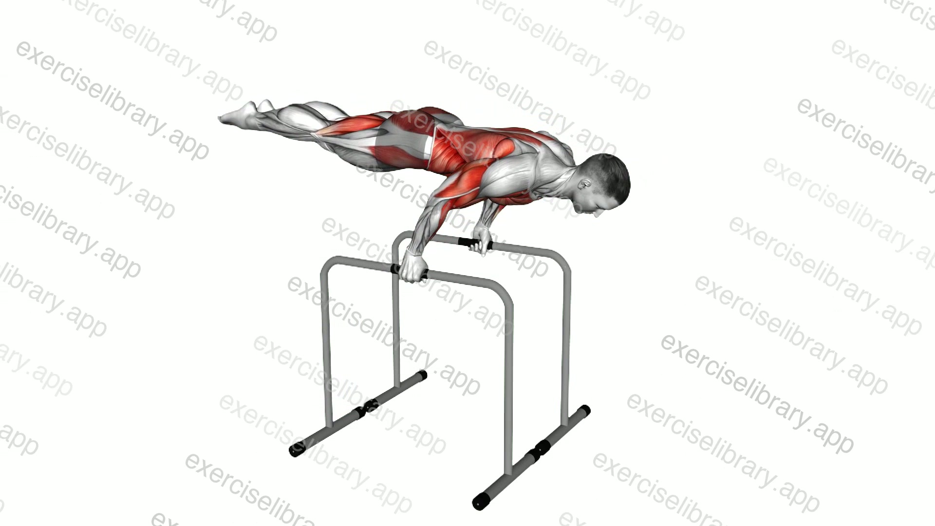 Planche Dip on Parallel Bars demonstration