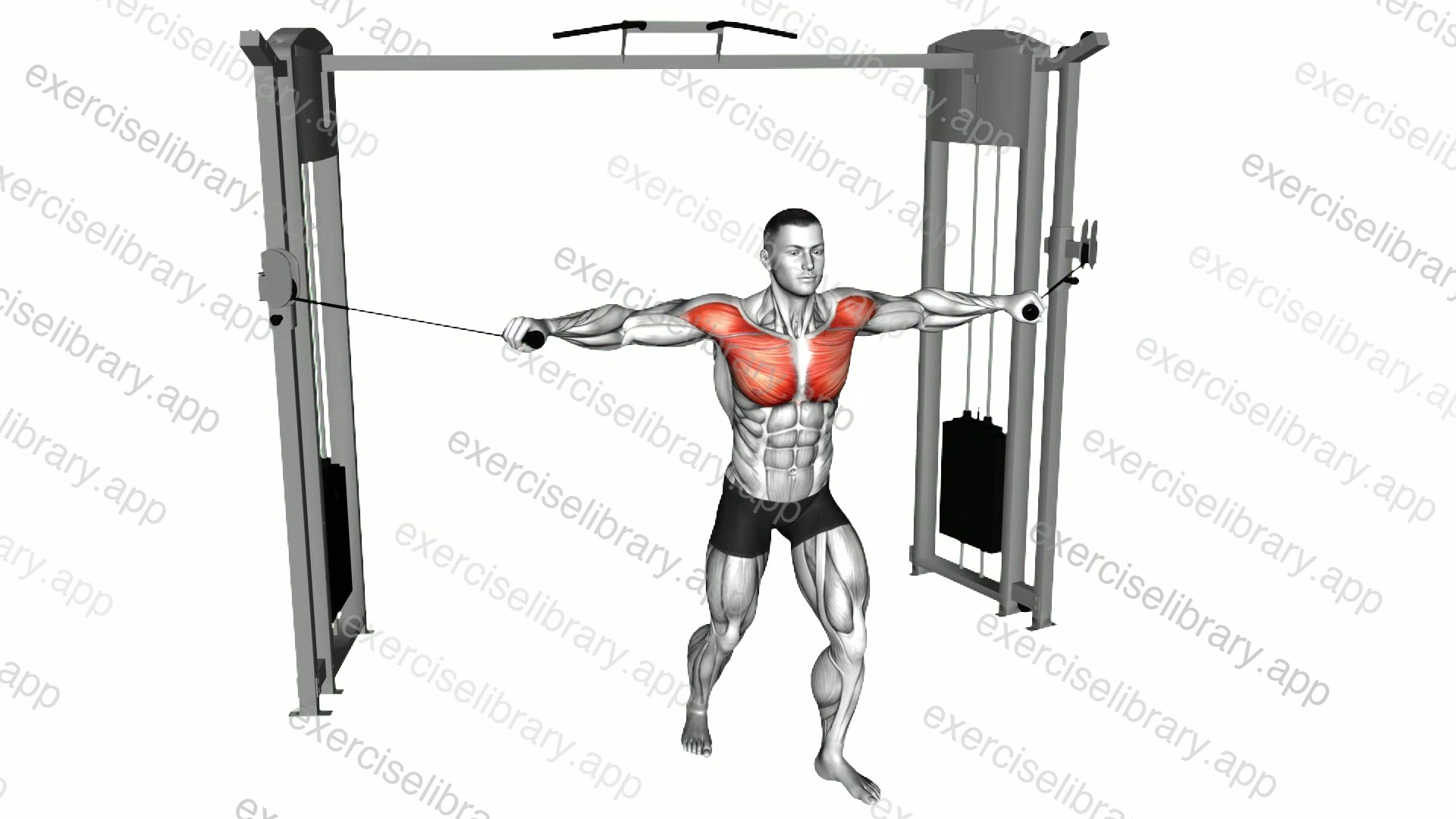 Cable Standing Neutral grip Fly demonstration