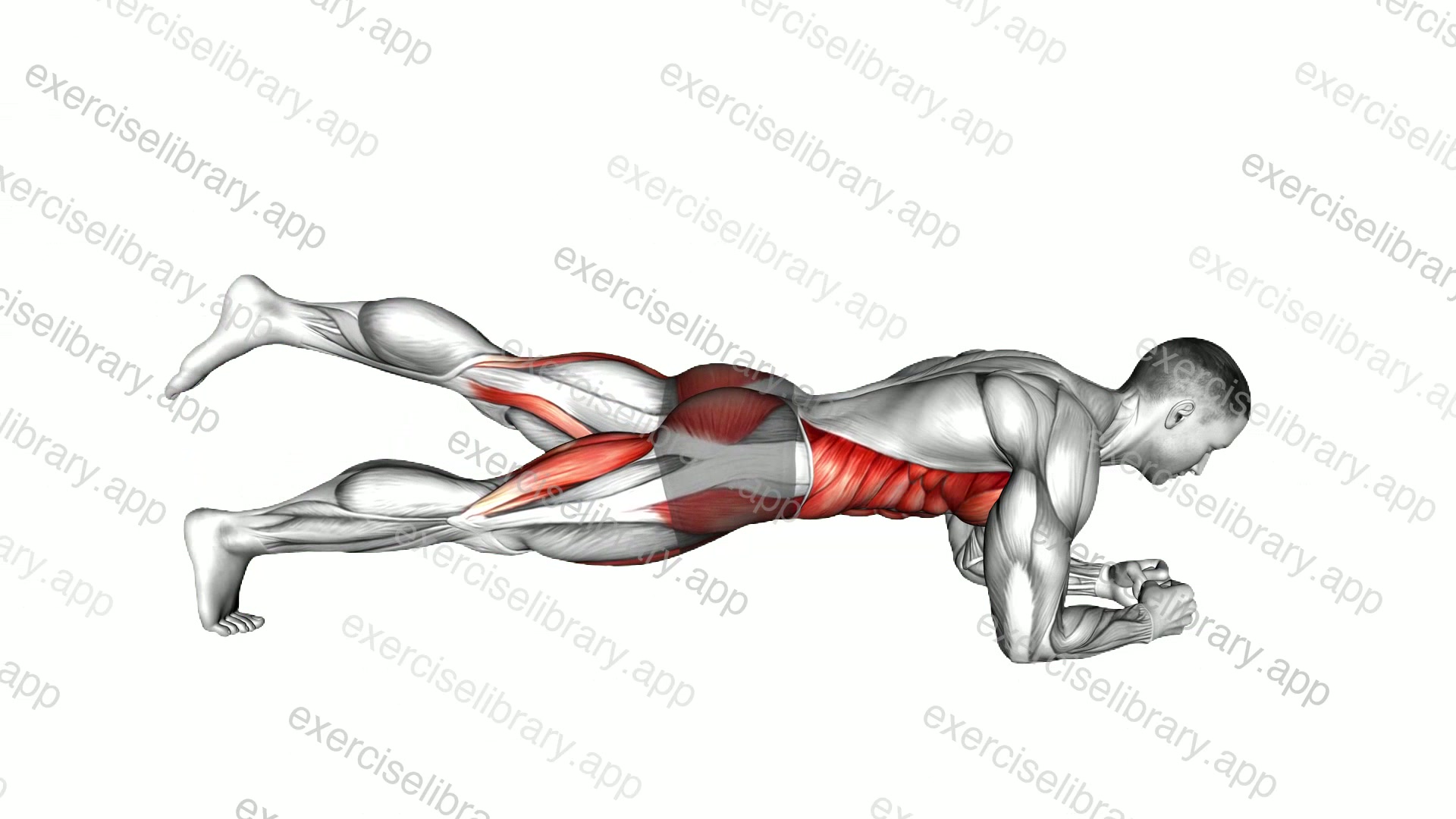 Low Plank Leg Raise demonstration