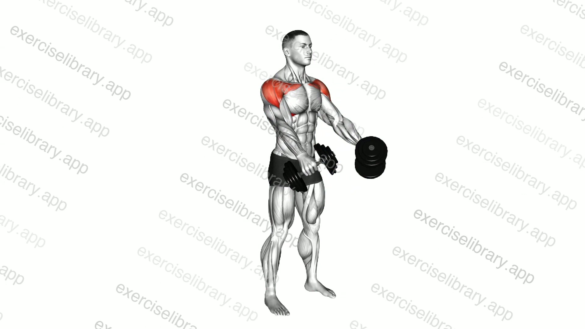 Dumbbell Standing Front and Lateral Raise demonstration