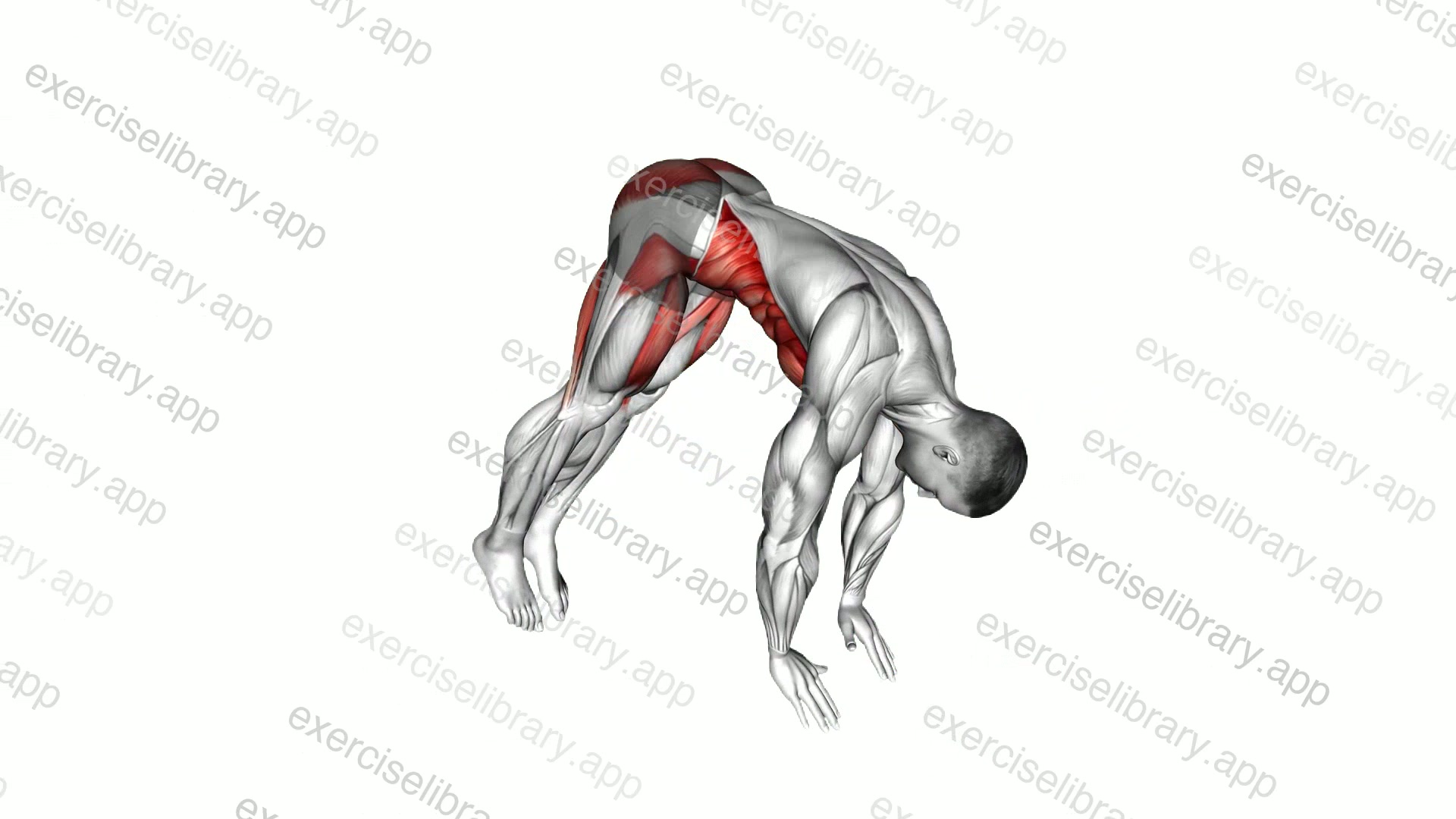 Aztec Push-up demonstration