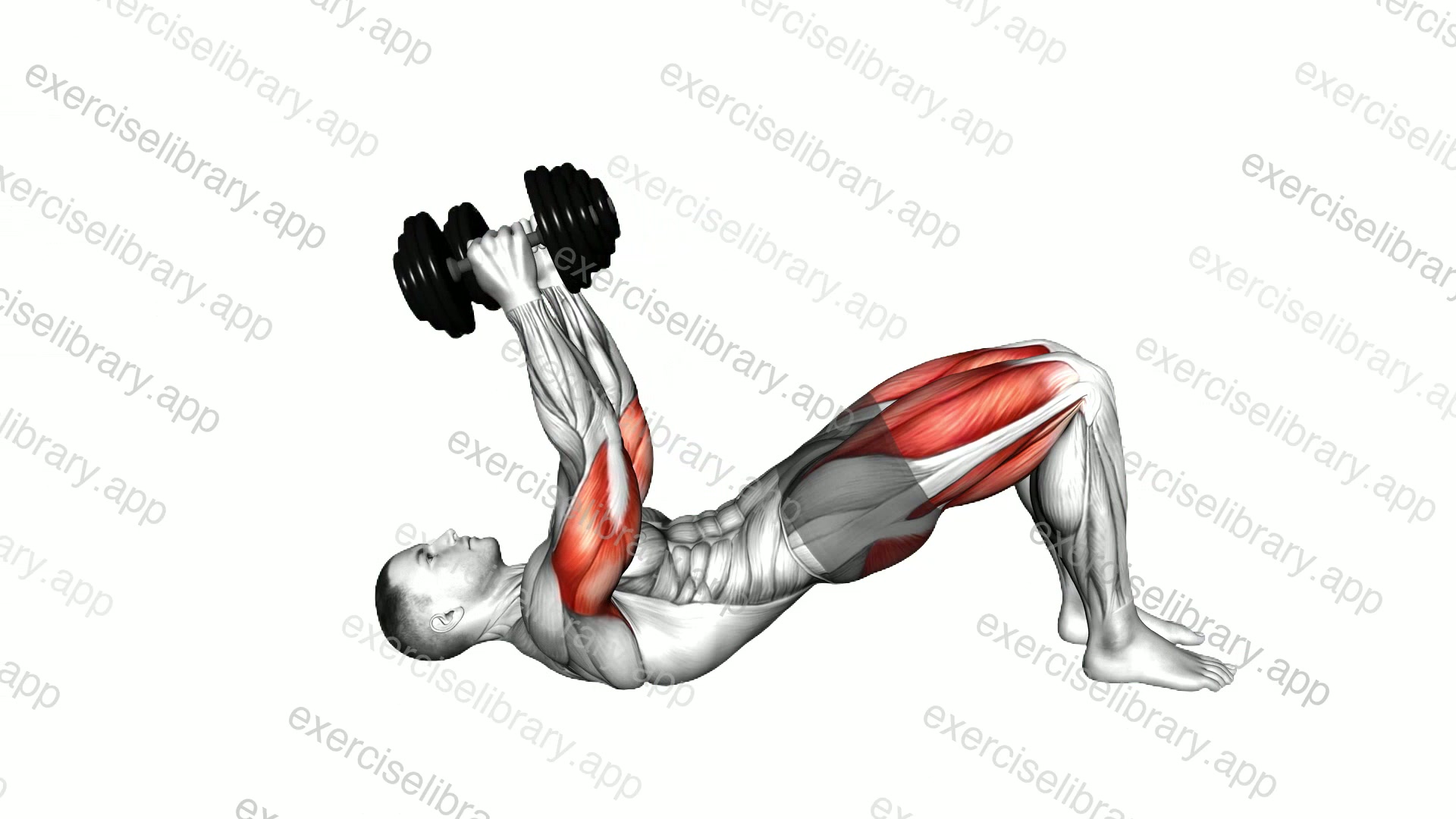 Dumbbell Glute Bridge Skull Crusher demonstration