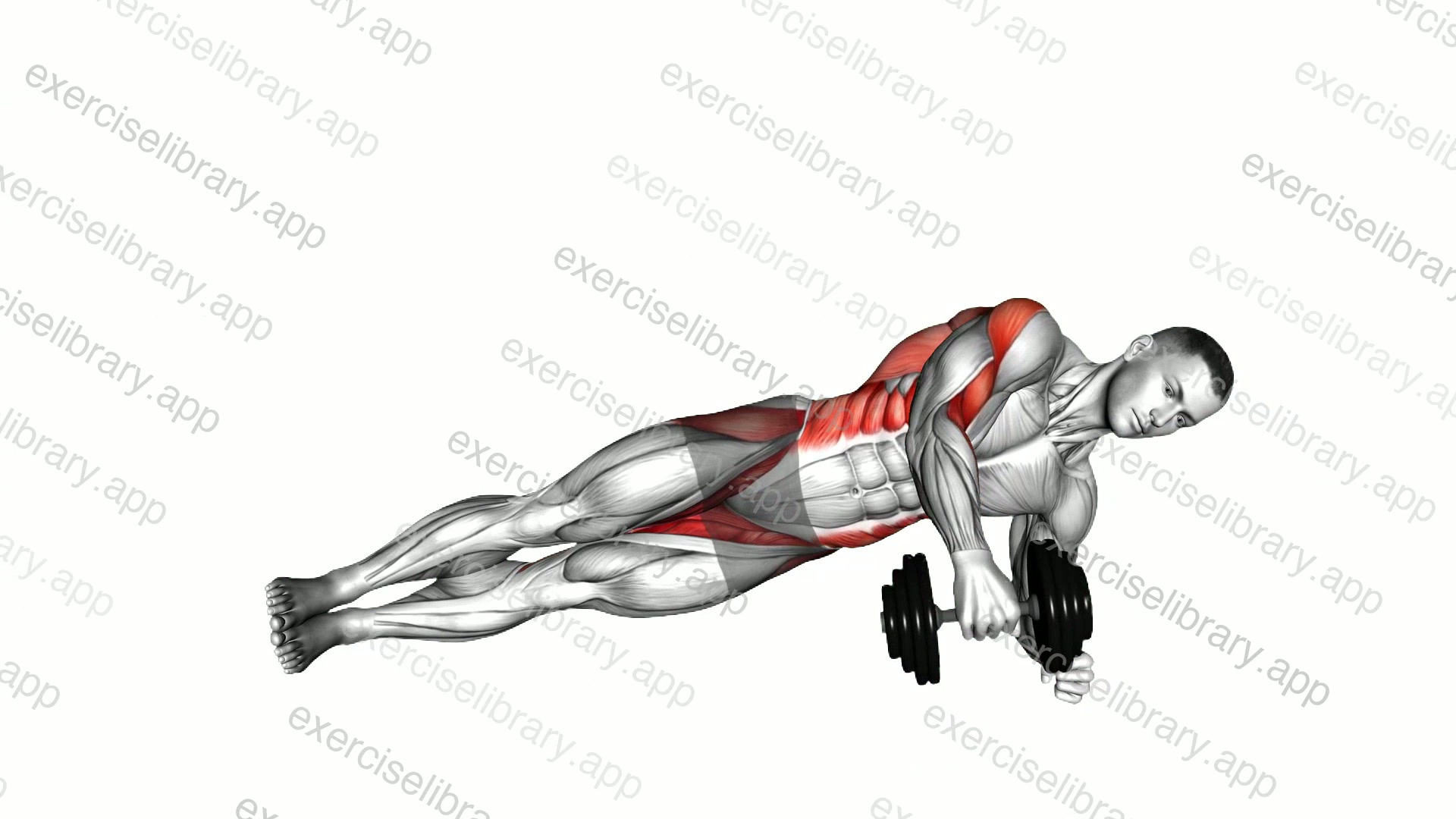 Dumbbell Side Plank Row demonstration