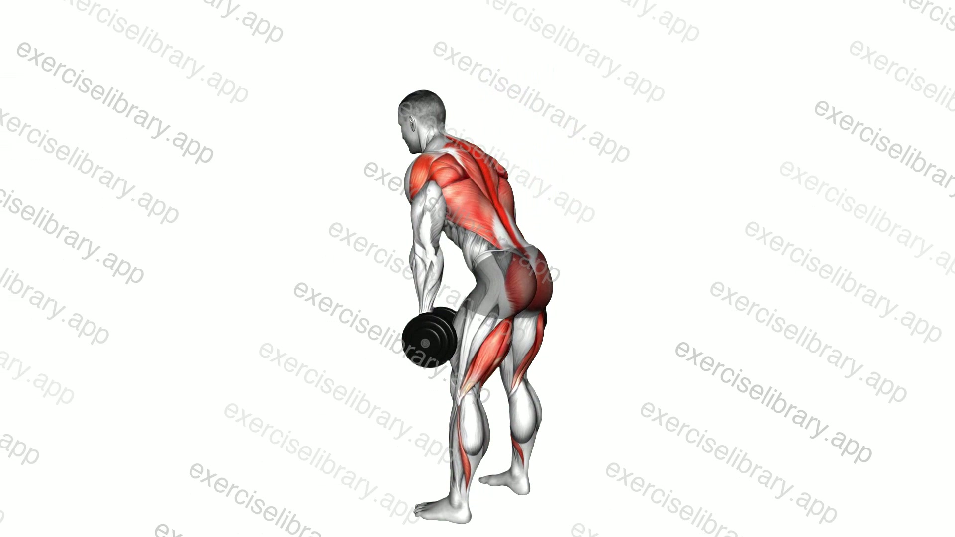 Dumbbell Romanian Deadlift to Bent Over Row demonstration