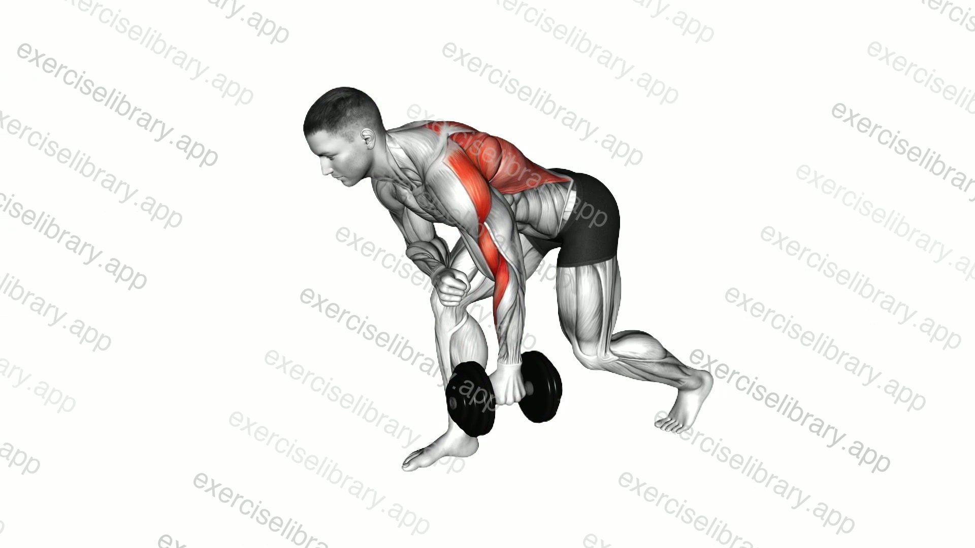 Dumbbell Split Stance Bent Over Row demonstration