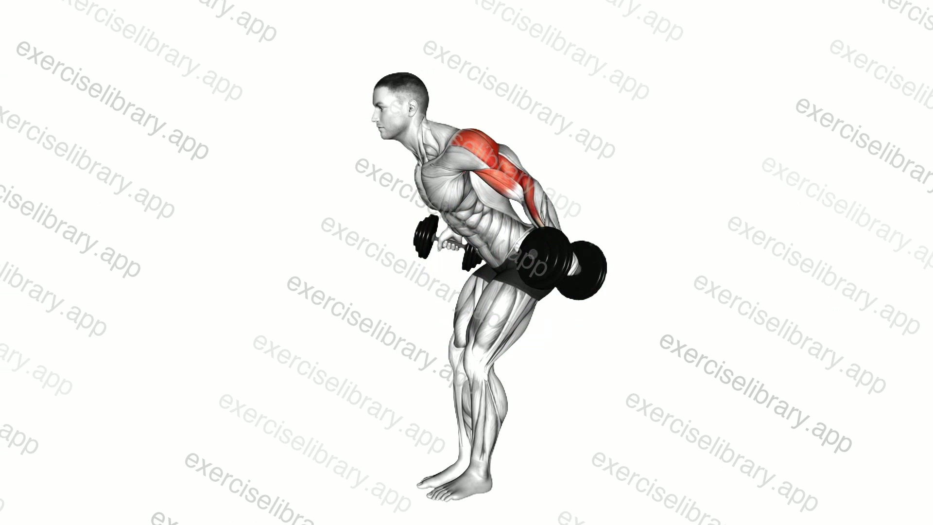 Dumbbell Bent Over Reverse Fly to Hammer Curl demonstration