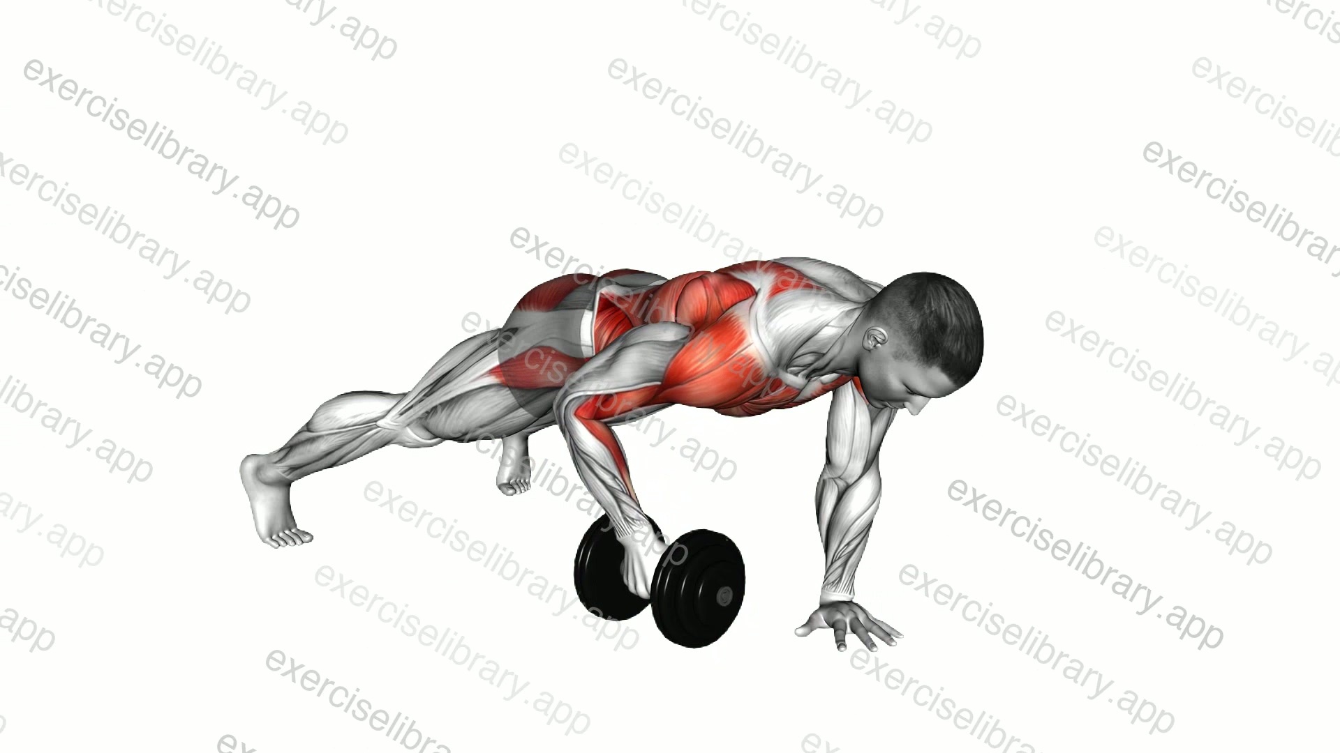 Dumbbell Plank Row demonstration