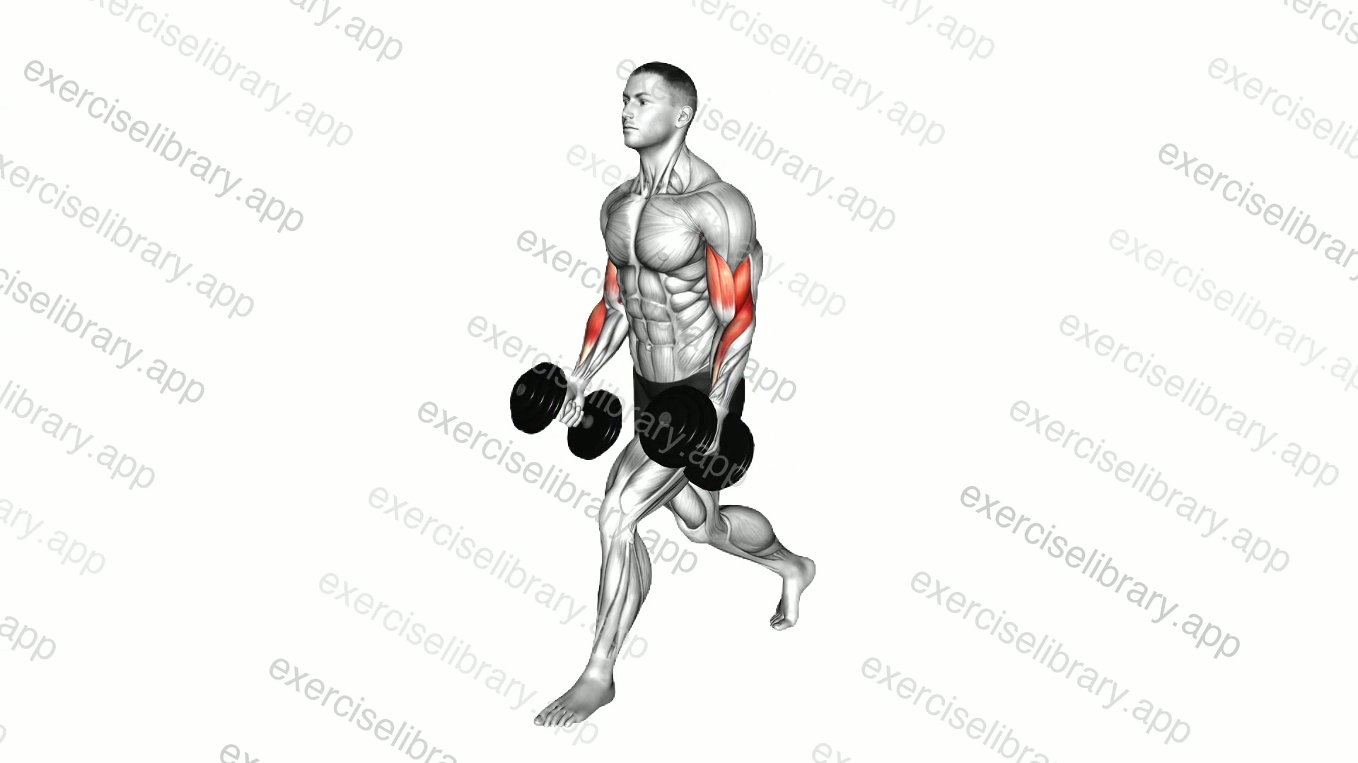 Dumbbell Split Stance Biceps Curl demonstration