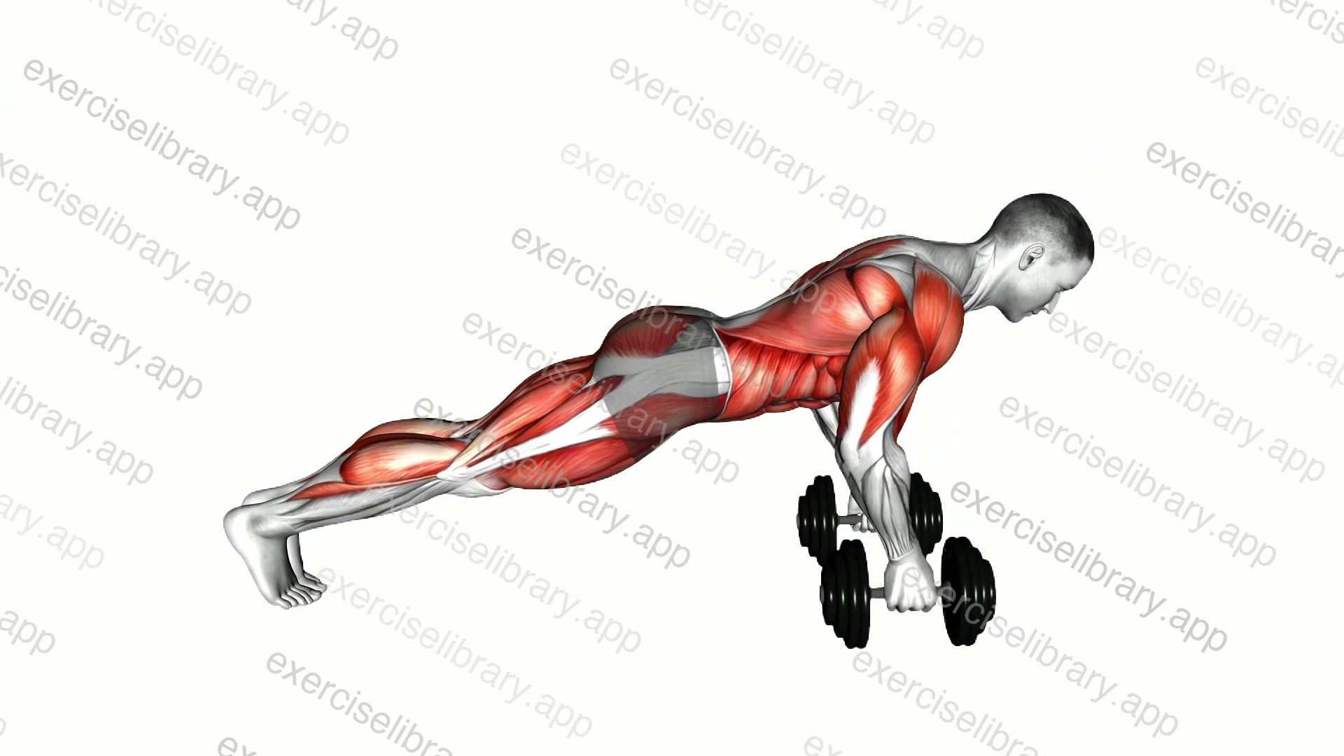 Dumbbell Bear Crawl Push-up demonstration