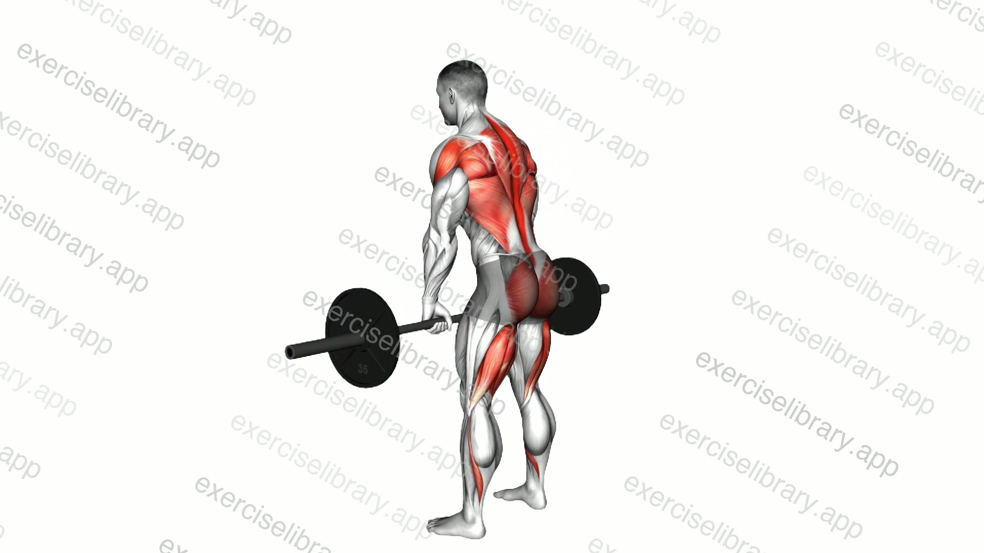 Barbell Romanian Deadlift to Row demonstration