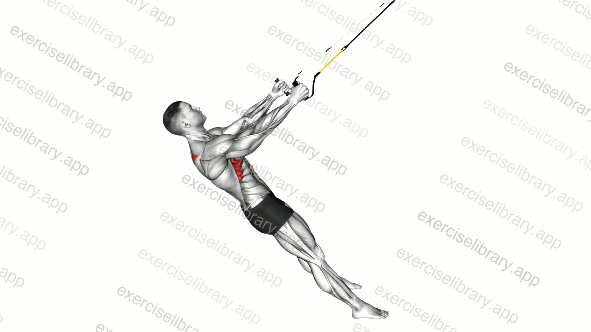 Suspender Scapula Retraction demonstration