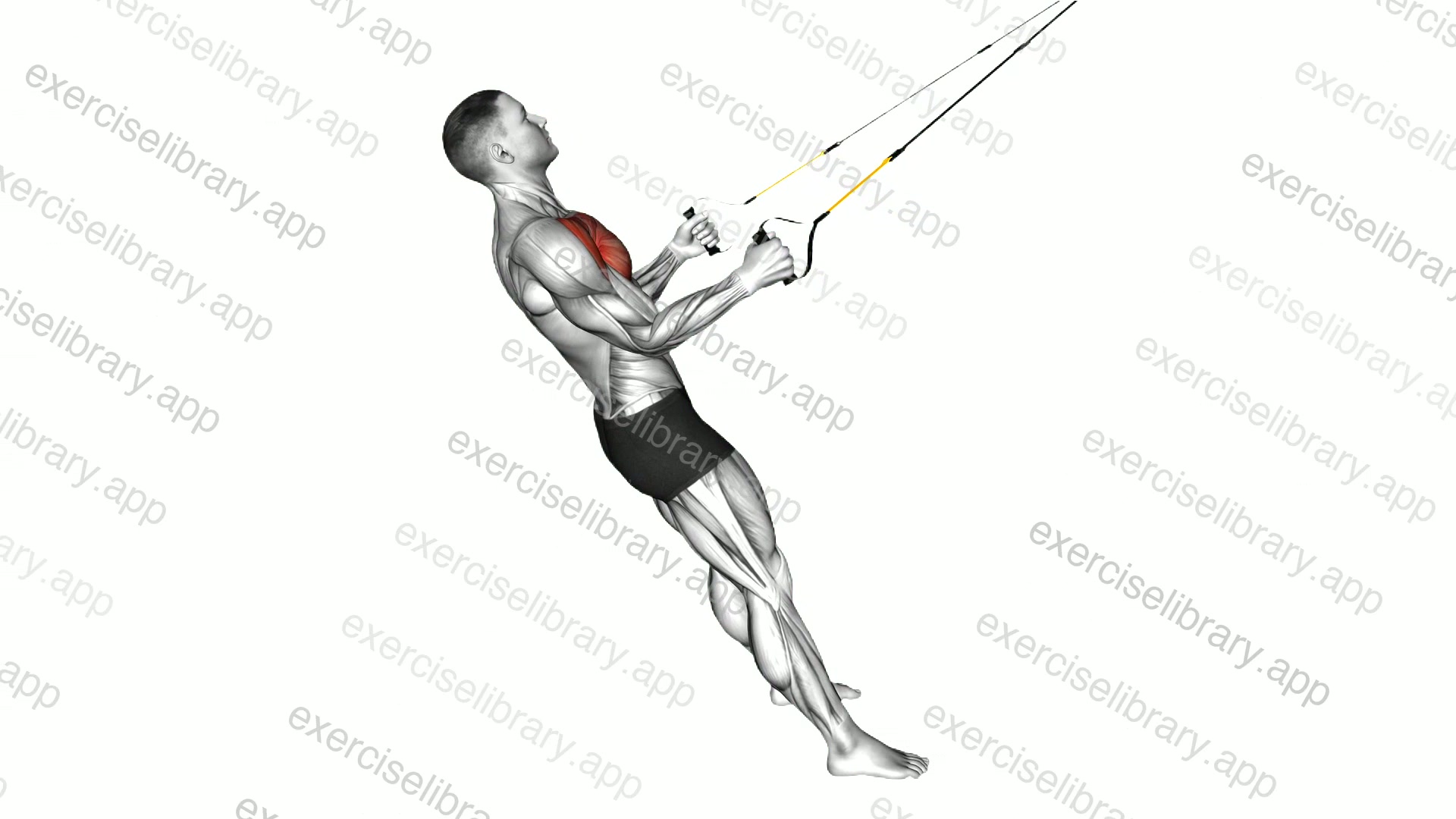 Suspender Internal Rotation demonstration