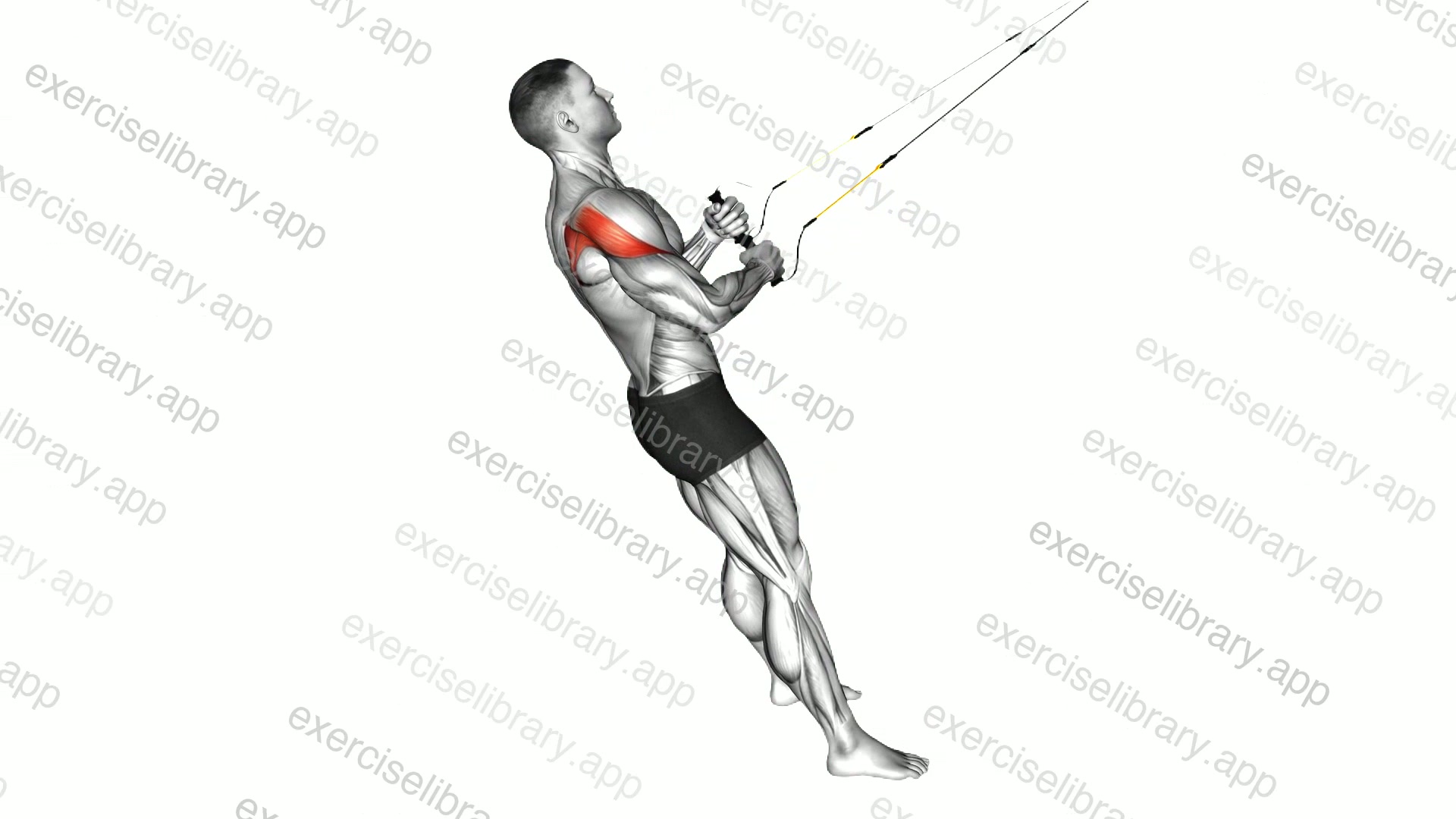 Suspender External Rotation demonstration