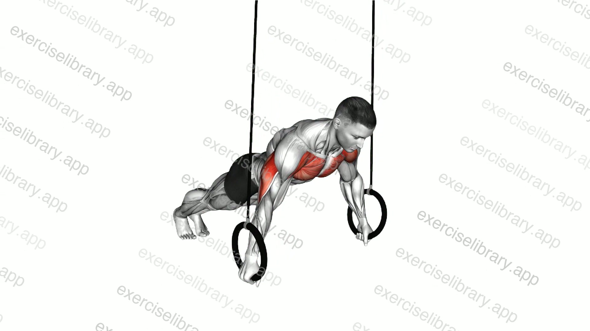Ring Archer Push-up demonstration