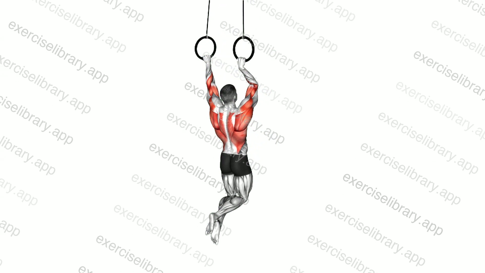 Ring Archer Pull-up demonstration