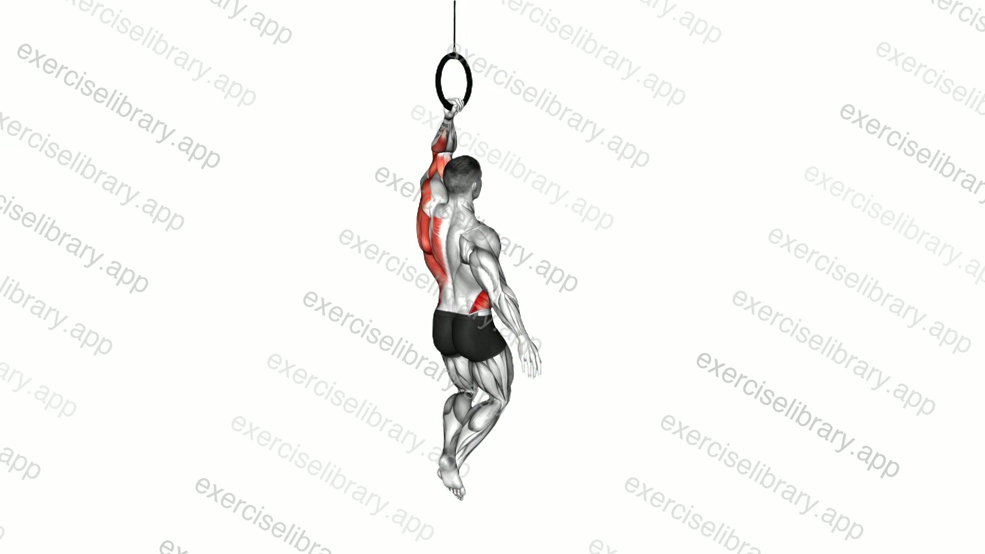 Ring One Arm Pull-up demonstration